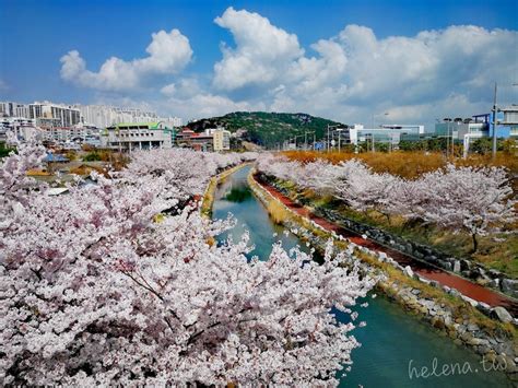 萬寶路櫻花|【2024釜山櫻花】韓國賞櫻景點推薦/2025櫻花預測與現況整理 –